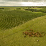 imagem aérea guatambu