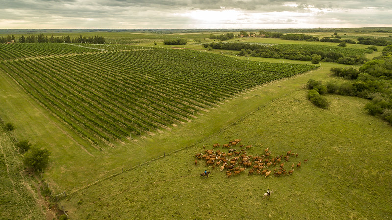 imagem aérea guatambu